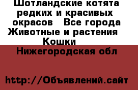 Шотландские котята редких и красивых  окрасов - Все города Животные и растения » Кошки   . Нижегородская обл.